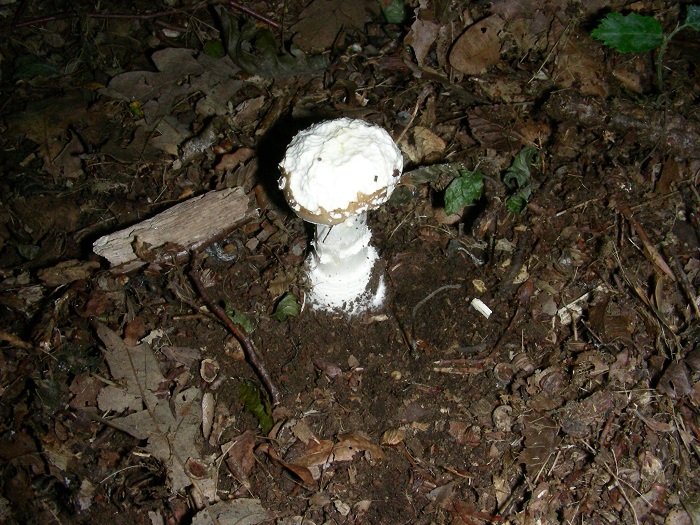 1094 Luglio vecchio ritrovamento